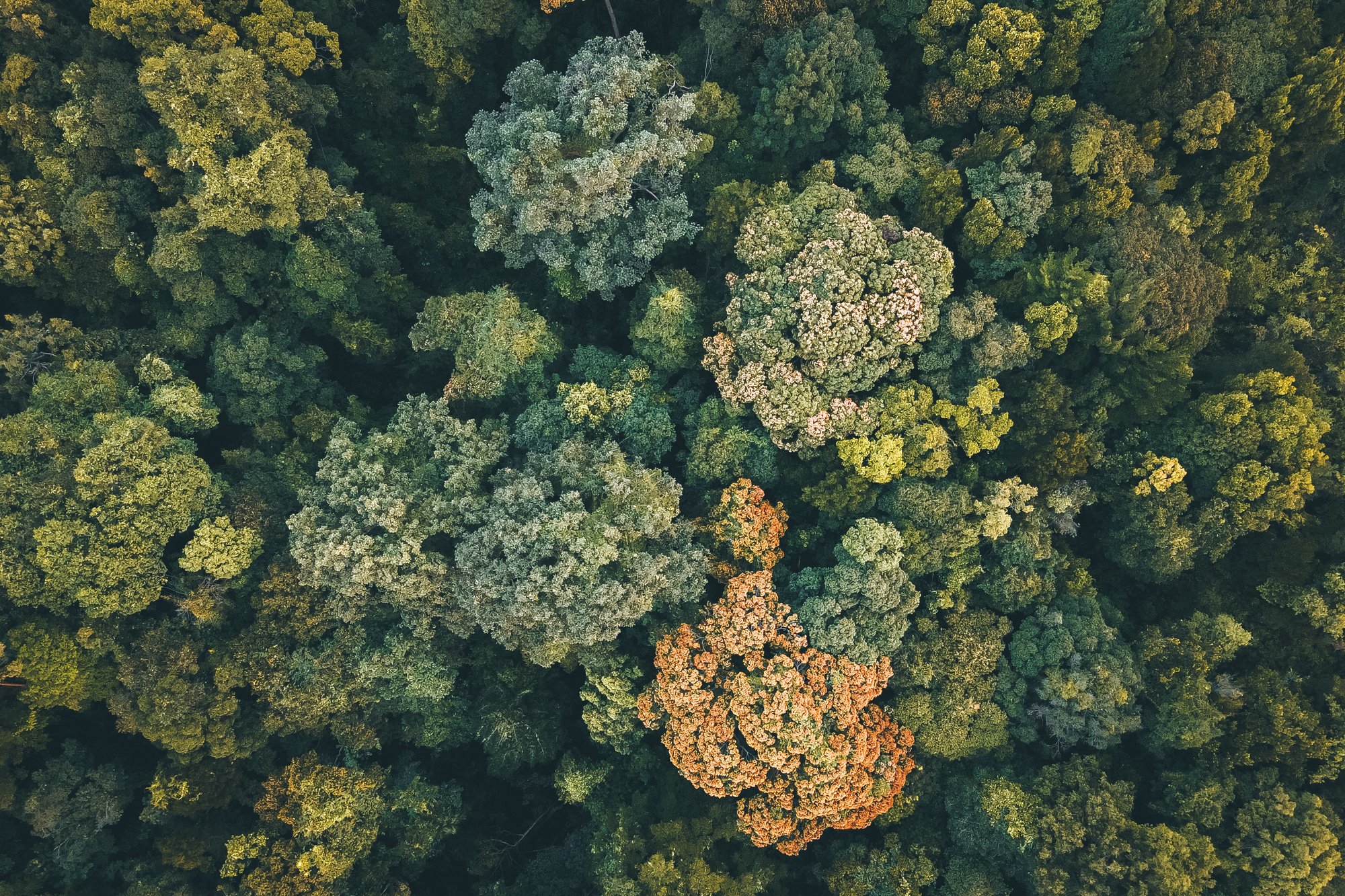 Lush foliage on trees in woodland